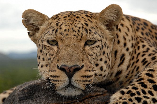 Invisible Leopard, The - Kuvat elokuvasta