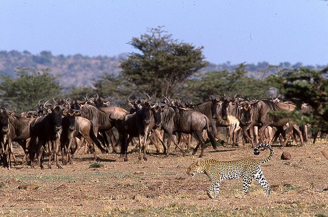 The Invisible Leopard - Photos