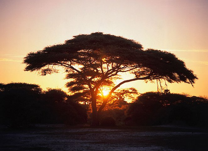 L'Afrique des paradis naturels - Film