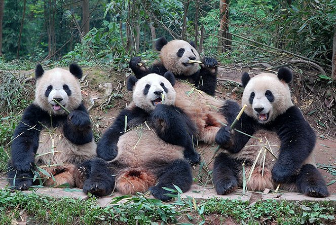 Panda week with Nigel Marven: Panda Adventures - De filmes