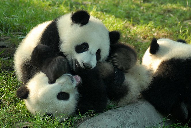 Panda week with Nigel Marven: Panda Adventures - Do filme