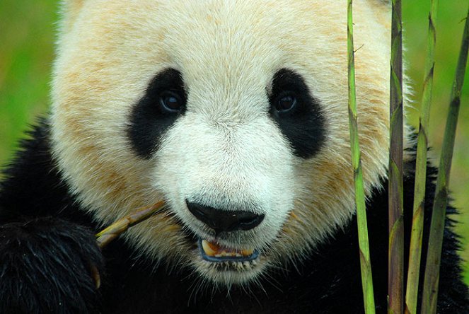 Panda week with Nigel Marven: Panda Adventures - Do filme