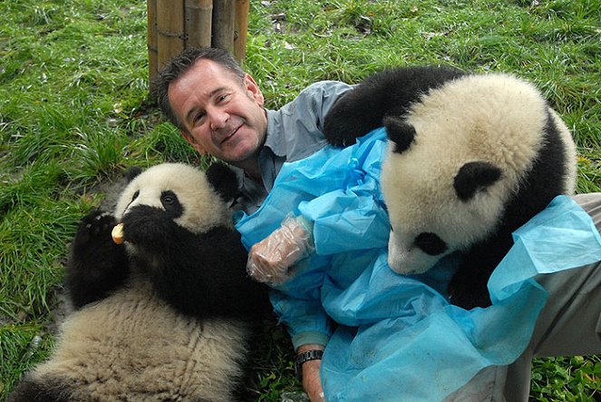 Panda week with Nigel Marven: Panda Adventures - Film - Nigel Marven