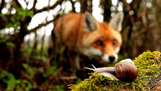 Wild France - Photos