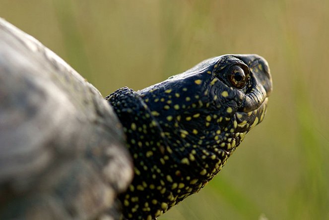 Wild France - Photos