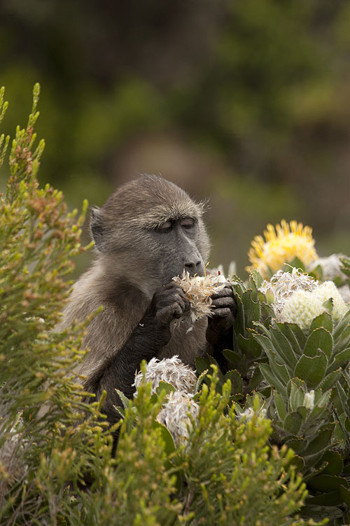 Baboons with Bill Bailey - Filmfotos