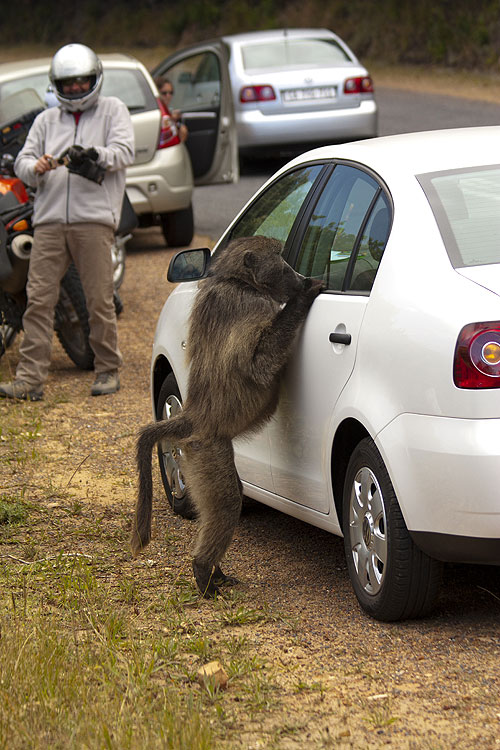 Baboons with Bill Bailey - Filmfotos