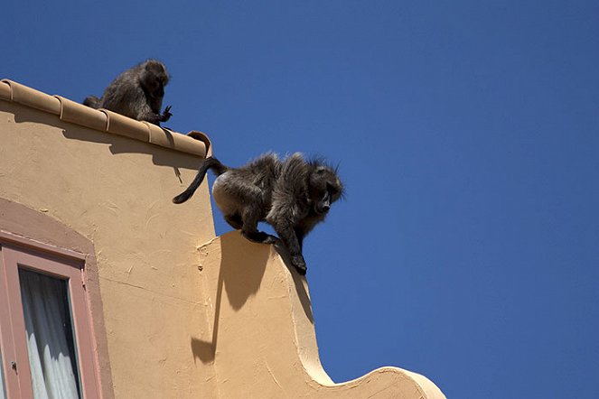 Baboons with Bill Bailey - Do filme