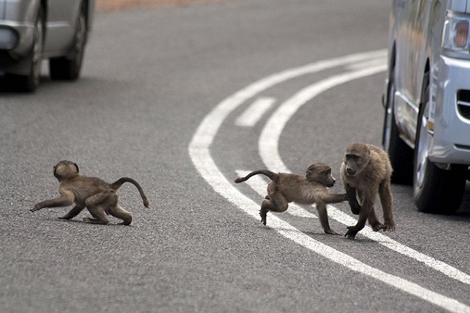 Baboons with Bill Bailey - Photos
