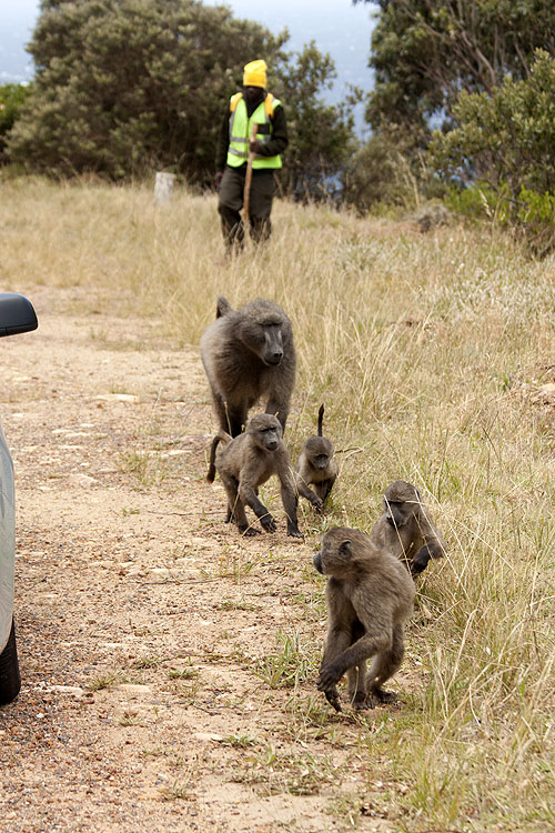 Baboons with Bill Bailey - Photos