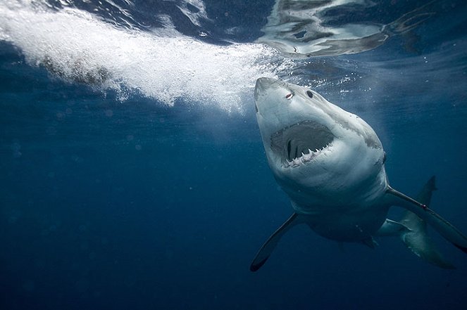 Sharkbite Summer - Filmfotók