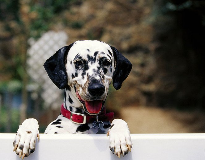 Extraordinary Dogs - Filmfotos