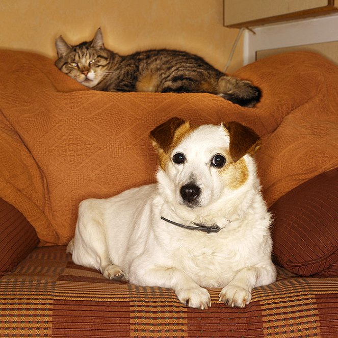 Dogs vs. Cats - De la película