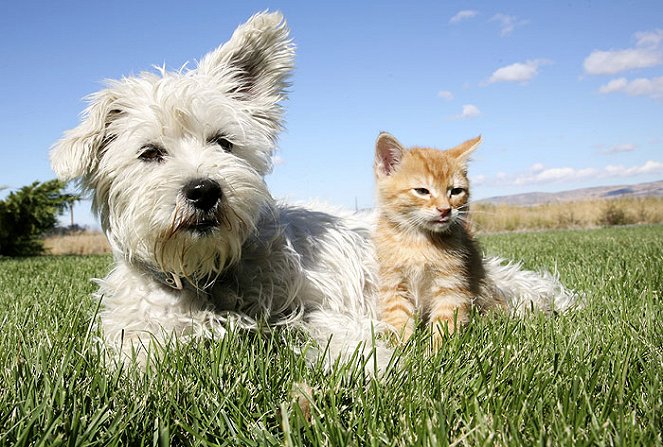 Dogs vs. Cats - Filmfotos