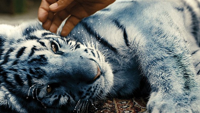 Modrý tygr - De la película