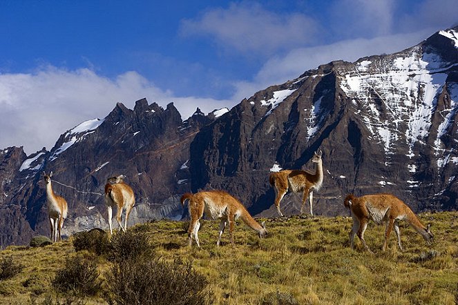 Wild Faces of the Andes - Photos