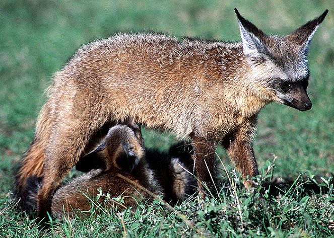 Namibia’s Bat-Eared Foxes - Filmfotos