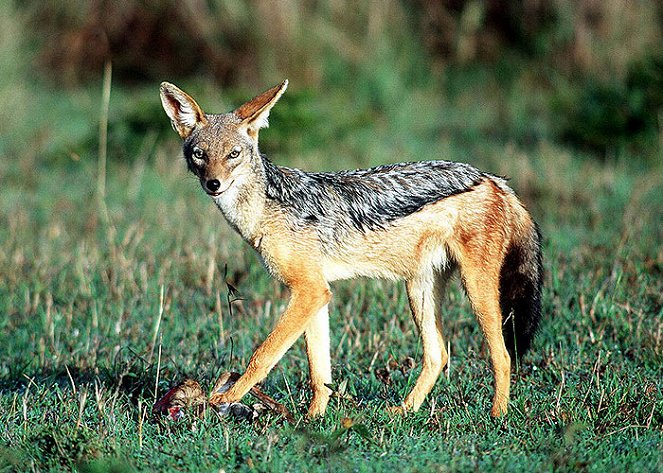 Namibia’s Bat-Eared Foxes - Filmfotos