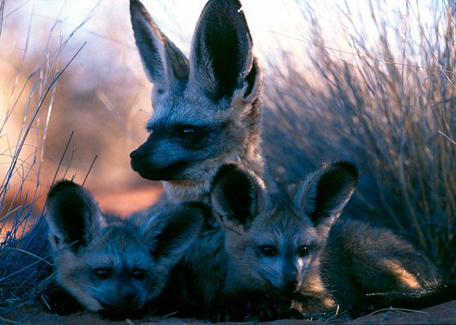 Namibia’s Bat-Eared Foxes - De la película