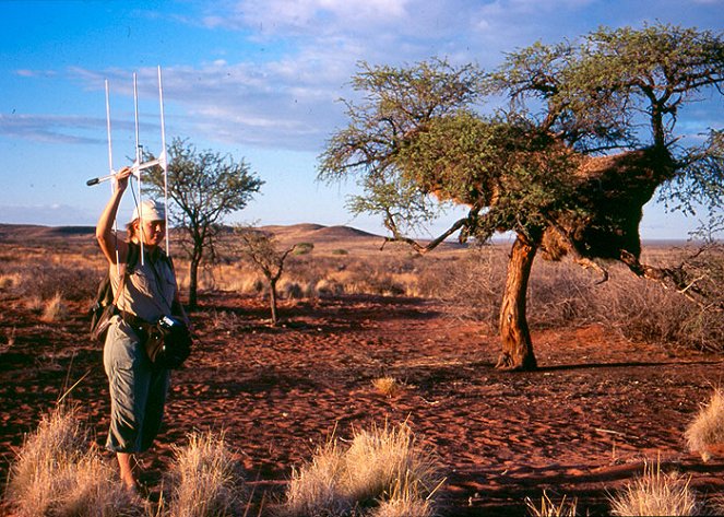 Namibian korvakoirat - Kuvat elokuvasta