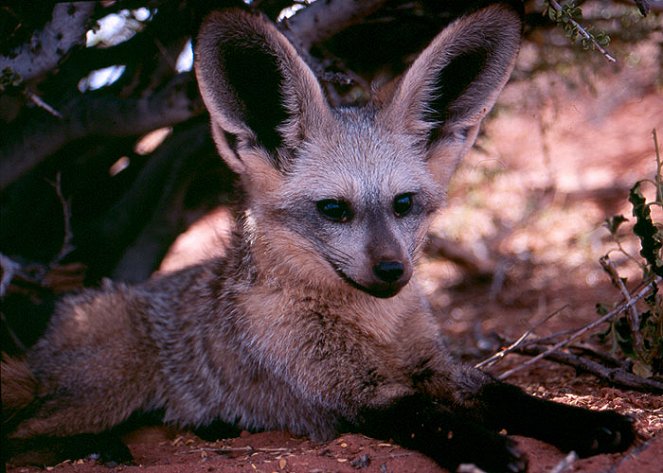 Namibia’s Bat-Eared Foxes - Photos