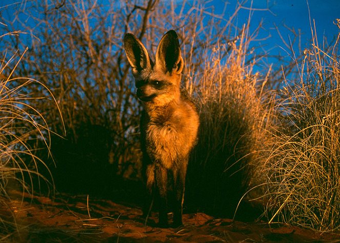 Namibia’s Bat-Eared Foxes - Filmfotók