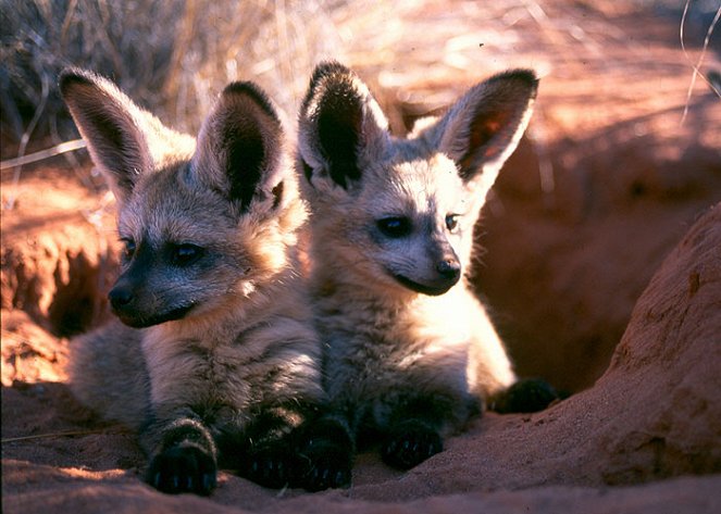 Namibia’s Bat-Eared Foxes - Film