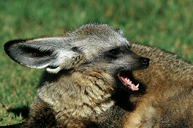 Namibia’s Bat-Eared Foxes - Z filmu