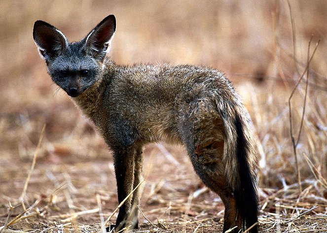 Namibia’s Bat-Eared Foxes - Van film