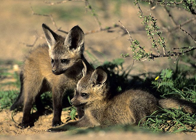 Namibia’s Bat-Eared Foxes - Photos