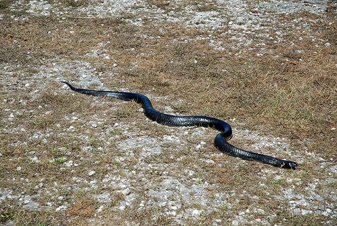 Invasion of the Giant Pythons: Florida with Nigel Marven - Kuvat elokuvasta