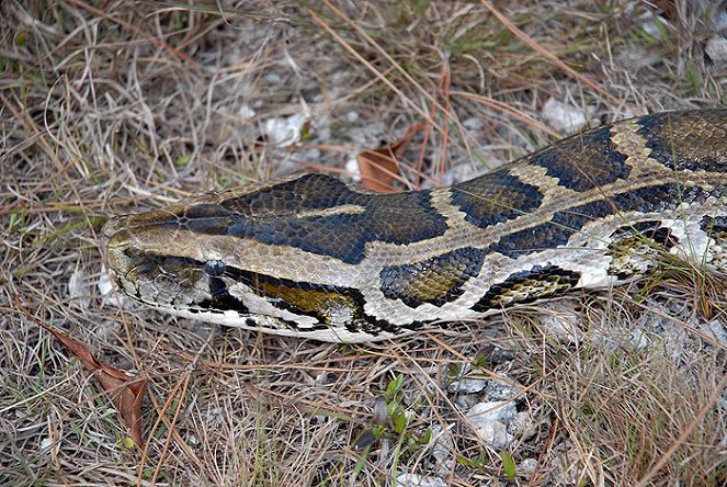 Invasion of the Giant Pythons: Florida with Nigel Marven - De la película