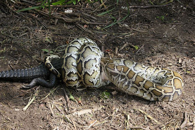 Nigel Marven a invaze obřích hadů - Z filmu