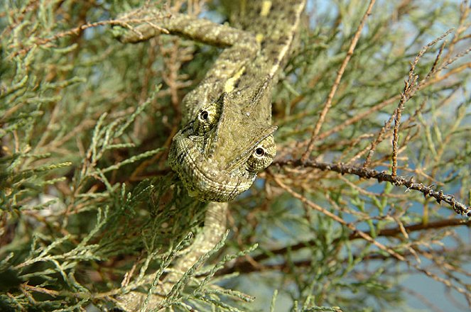 Le Caméléon ou la vie en couleurs - Film