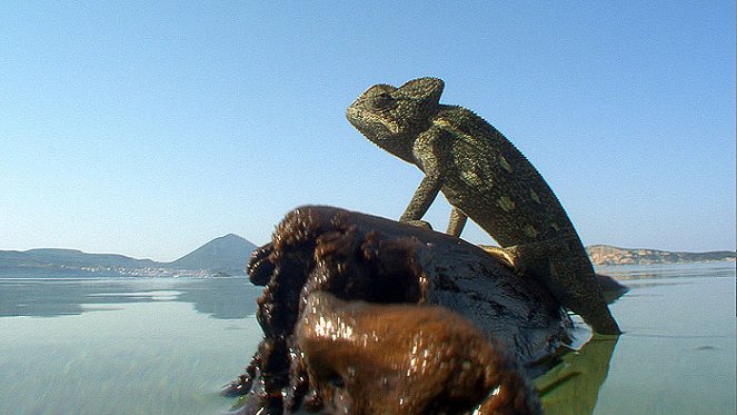 Kamæleonernes Strand - De la película