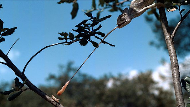 Chamäleon - Leben in Farbe - Filmfotos