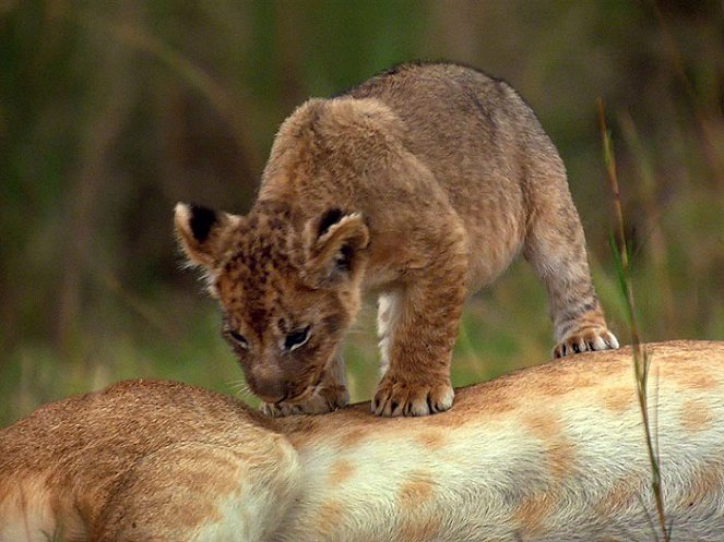 African Cats: Kingdom of Courage - Van film
