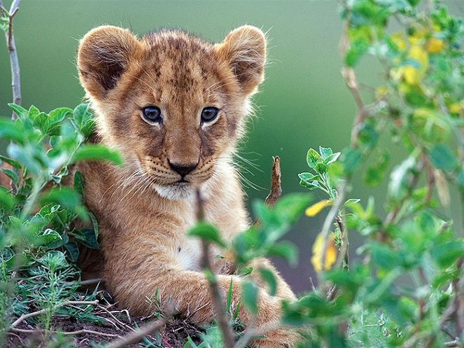 Grandes felinos africanos: El reino del coraje - De la película