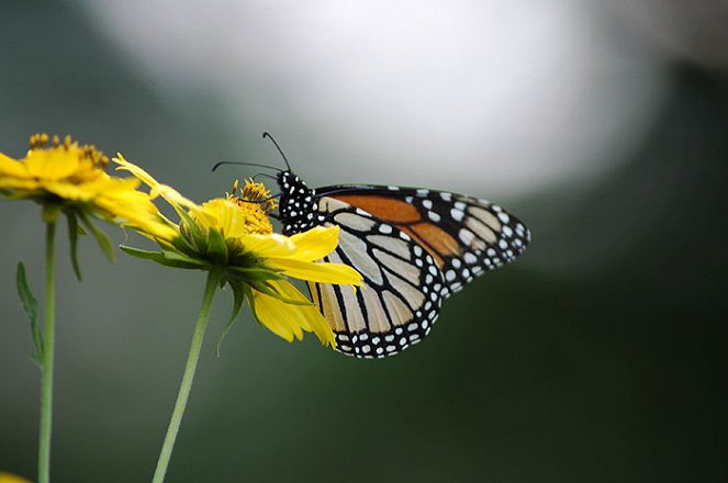 Fateful Journey of the Golden Buttefly - Middle Mexico - Photos