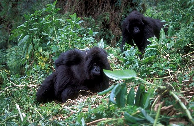 The Gorillas of My Grandfather - Kuvat elokuvasta