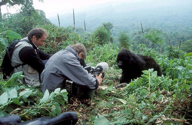 The Gorillas of My Grandfather - De la película