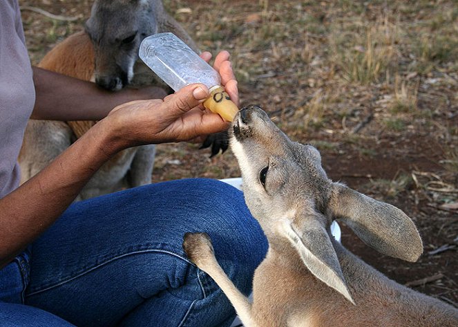 Wildlife Nannies - Do filme