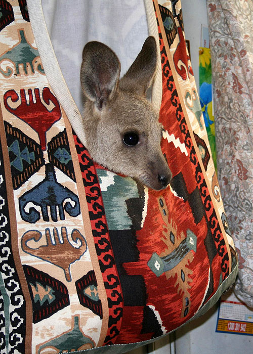 Wildlife Nannies - Photos