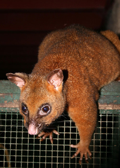 Wildlife Nannies - Photos