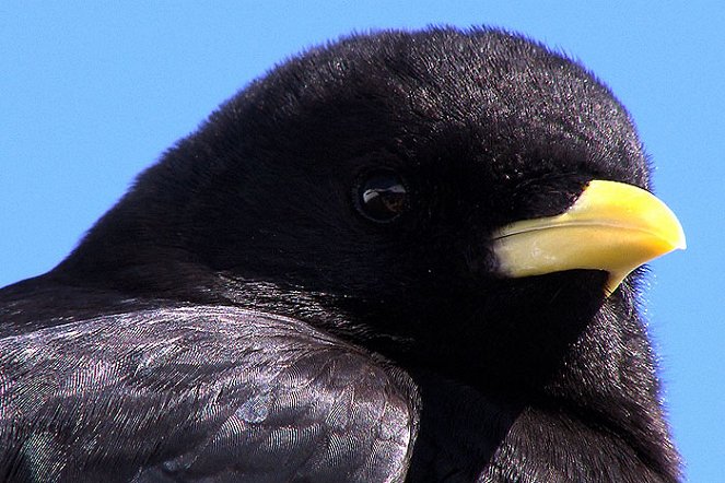 Ravens: Rascals of the Skies - Photos