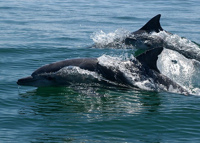 Dolphins: The Code Breaker - Filmfotos