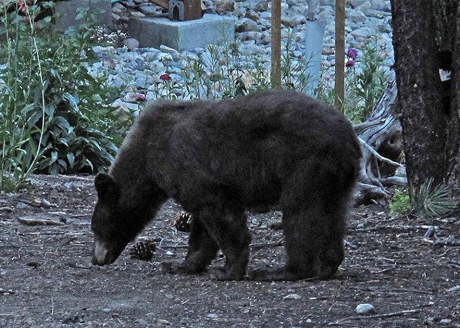Bear Whisperer, The - Filmfotos