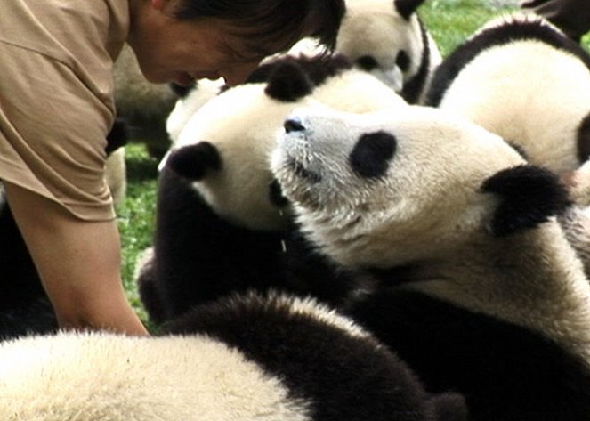 Panda Breeding Diary - Photos