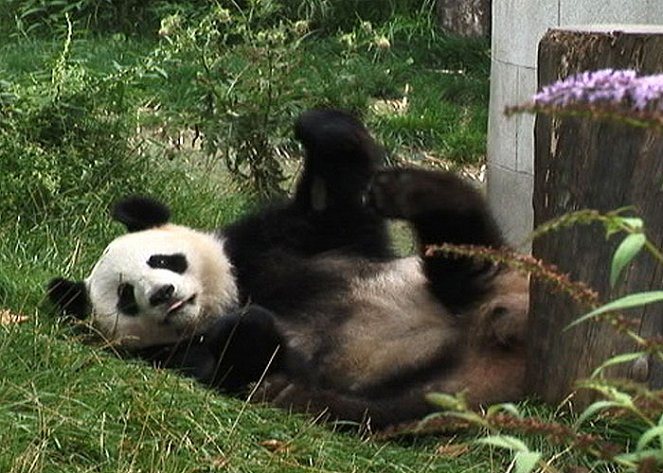 Panda Breeding Diary - Filmfotos