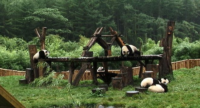 Panda Breeding Diary - De la película